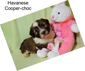 Havanese Cooper-choc
