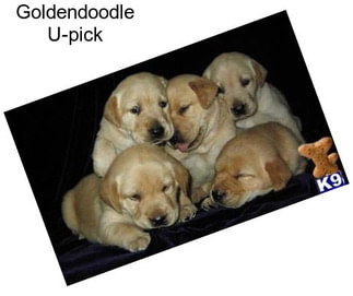 Goldendoodle U-pick