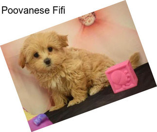 Poovanese Fifi