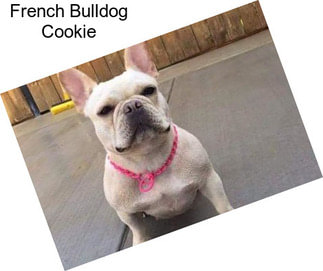 French Bulldog Cookie
