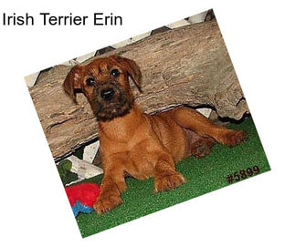 Irish Terrier Erin