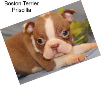 Boston Terrier Priscilla