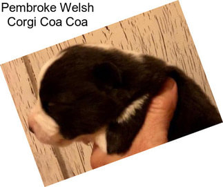 Pembroke Welsh Corgi Coa Coa