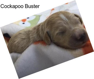 Cockapoo Buster