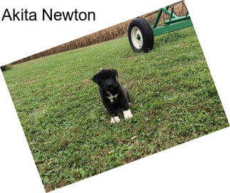 Akita Newton