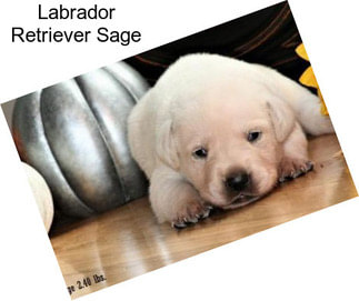 Labrador Retriever Sage