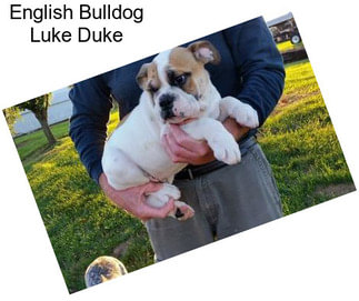 English Bulldog Luke Duke