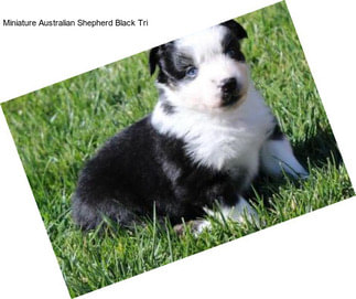 Miniature Australian Shepherd Black Tri