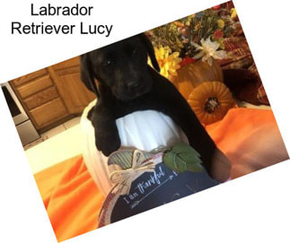 Labrador Retriever Lucy