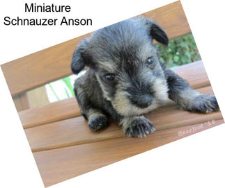 Miniature Schnauzer Anson