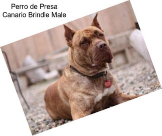 Perro de Presa Canario Brindle Male