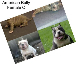 American Bully Female C