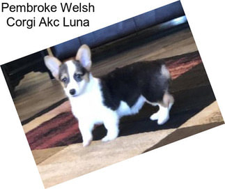 Pembroke Welsh Corgi Akc Luna