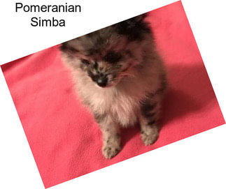 Pomeranian Simba