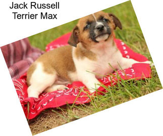 Jack Russell Terrier Max