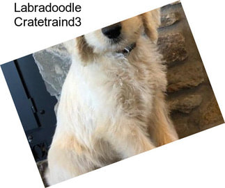 Labradoodle Cratetraind3