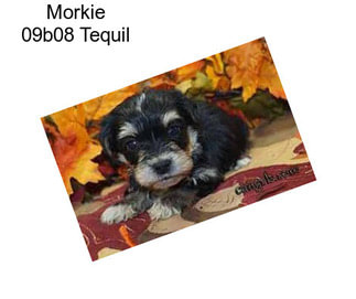 Morkie 09b08 Tequil