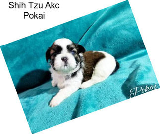 Shih Tzu Akc Pokai