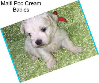 Malti Poo Cream Babies
