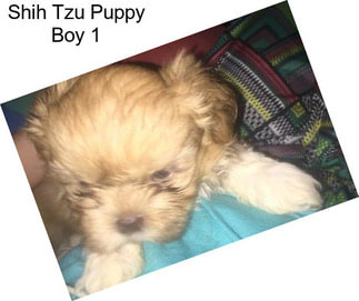 Shih Tzu Puppy Boy 1