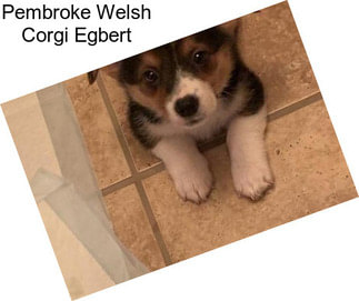 Pembroke Welsh Corgi Egbert