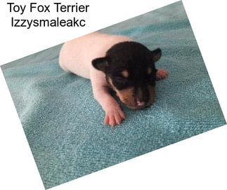 Toy Fox Terrier Izzysmaleakc