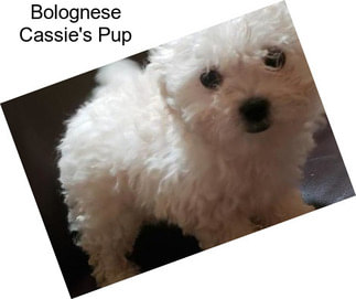 Bolognese Cassie\'s Pup