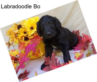 Labradoodle Bo