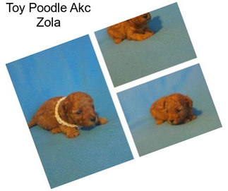 Toy Poodle Akc Zola