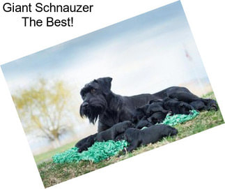 Giant Schnauzer The Best!