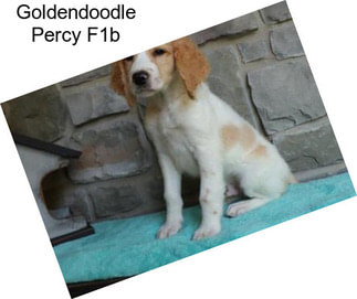 Goldendoodle Percy F1b