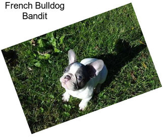 French Bulldog Bandit