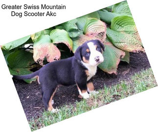 Greater Swiss Mountain Dog Scooter Akc