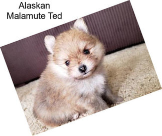 Alaskan Malamute Ted