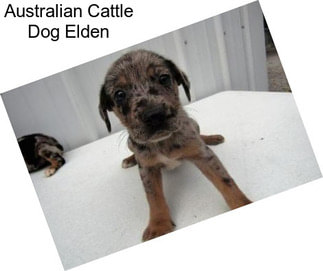 Australian Cattle Dog Elden