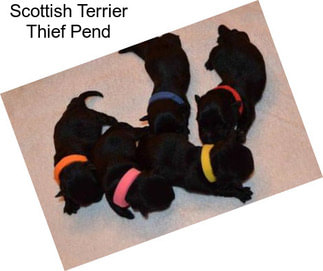 Scottish Terrier Thief Pend