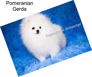 Pomeranian Gerda