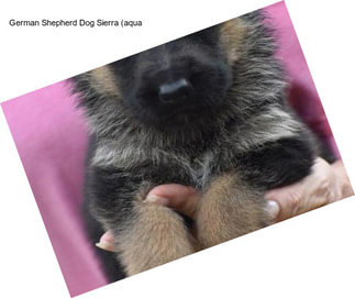 German Shepherd Dog Sierra (aqua