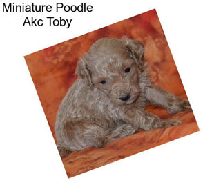 Miniature Poodle Akc Toby