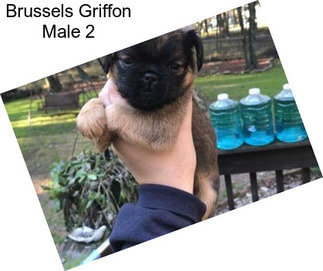 Brussels Griffon Male 2