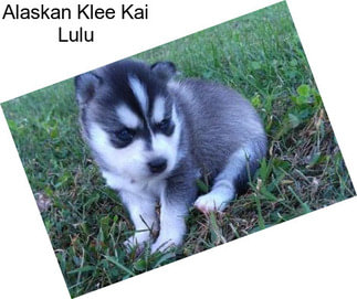 Alaskan Klee Kai Lulu