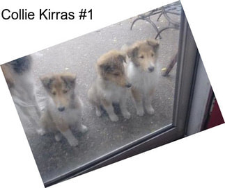 Collie Kirras #1