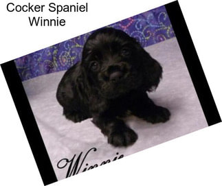 Cocker Spaniel Winnie