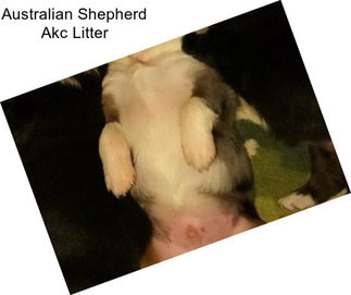 Australian Shepherd Akc Litter