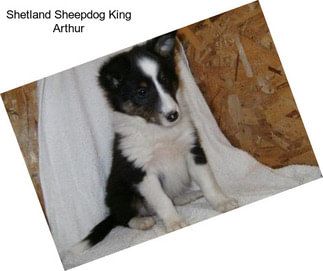 Shetland Sheepdog King Arthur