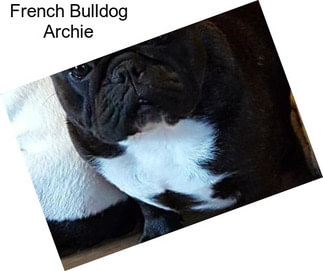French Bulldog Archie