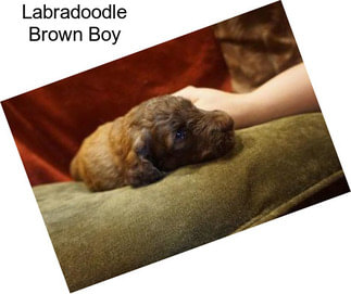 Labradoodle Brown Boy