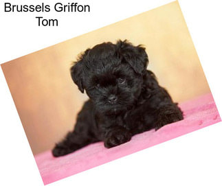 Brussels Griffon Tom