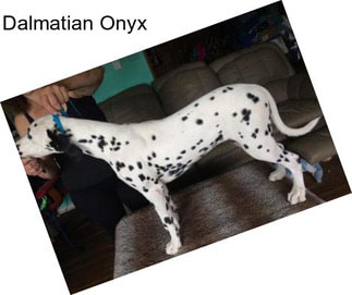 Dalmatian Onyx