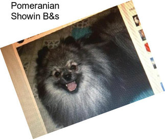 Pomeranian Showin B&s
